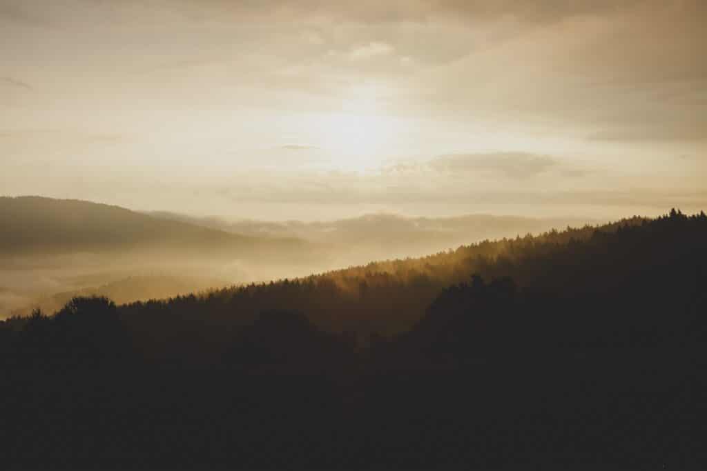 mountain with trees